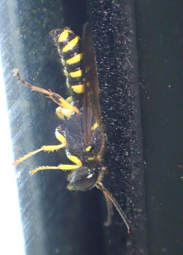 Cerceris arenaria